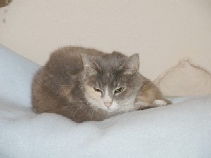 Kiki naps on blankets.